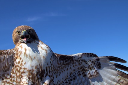 Hawk